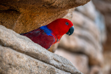 Eclectus Parrot - Eclectus roratus, beautiful colorful parrot from Indonesian forests and...