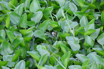 Obraz premium Birds in the water hyacinth forest