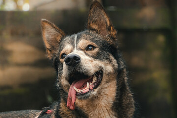 Portrait of a tricolour collie-malamute mix.