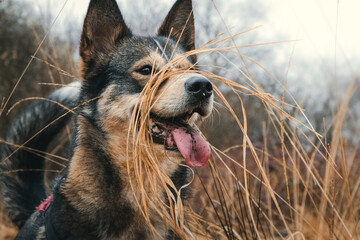 Husky mix playing in hay. © wildliferady