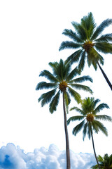 Obraz premium Beautiful natural tropical 