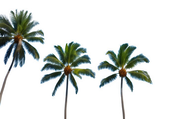 Beautiful natural tropical 