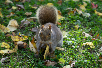 Gray squirrel at the park in Montreal, Canada. Eastern gray squirrel.
