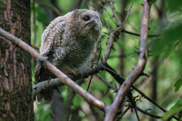 Tawny Owl