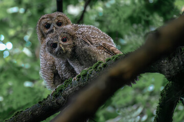 great horned owl on a branch