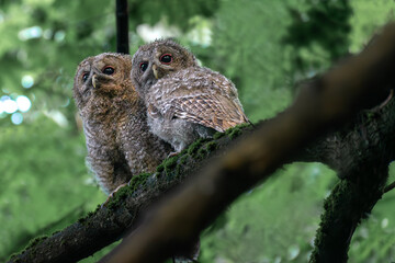 great horned owl in a tree