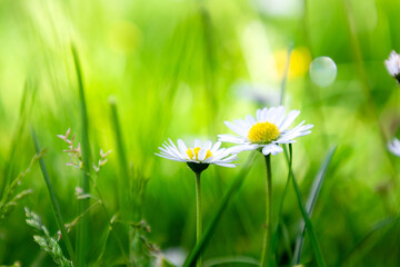Bellis perennis or english daisy  flowers with green grass © myibean
