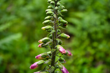 Macro view of a foxglove flower, with a ladybug © Zsuzsanna