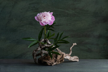 a melancholic, romantic composition of pink peony flowers, with the use of a necklace, and tree roots.