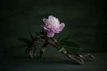 a melancholic, romantic composition of pink peony flowers, with the use of a necklace, and tree roots.