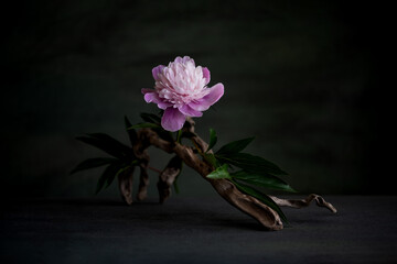 a melancholic, romantic composition of pink peony flowers, with the use of a necklace, and tree roots.