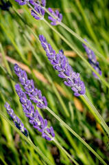 Fioritura di lavanda a fine giugno