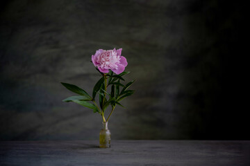 a melancholic, romantic composition of pink peony flowers, with the use of a necklace, and tree roots.