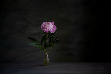 a melancholic, romantic composition of pink peony flowers, with the use of a necklace, and tree...