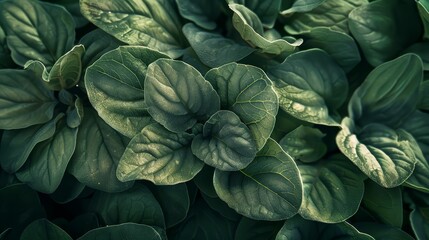 Fototapeta premium A photography contest focusing on macro shots of herbs, showcasing their intricate details and textures
