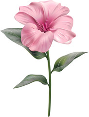 Pink chrysanthemum flower with leaves on the stem illustration transparent.