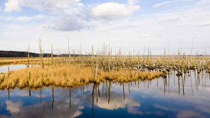 Gespensterwald – Abgestorbene Bäume im Peenetal 