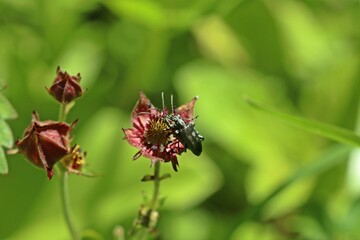 Paarung des Seidigen Rohrk&auml;fers (Plateumaris sericea) auf Bl&uuml;te des Sumpf-Blutauges (Potentilla palustris)