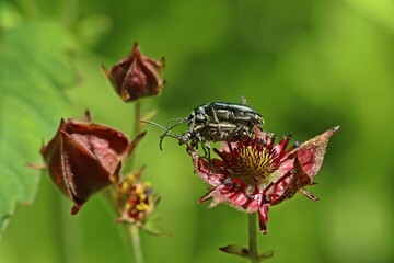 Paarung des Seidigen Rohrkäfers (Plateumaris sericea) auf Blüte des Sumpf-Blutauges (Potentilla palustris)