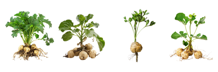 maca plant on transparent background