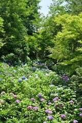 鎌倉,長谷寺の色とりどりの紫陽花
