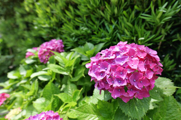 鎌倉,建長寺に咲く紫の紫陽花
