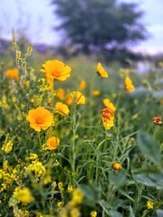 flowers in the field