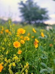 yellow flowers on a meadow