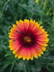 yellow flower in the field