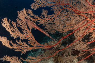 Coral reef and water plants at the Tubbataha Reefs, Philippines
