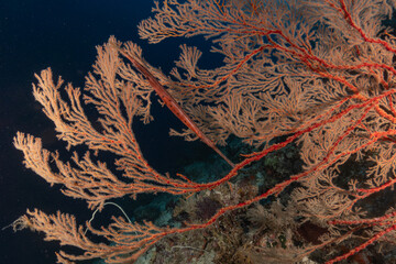 Coral reef and water plants at the Tubbataha Reefs, Philippines
