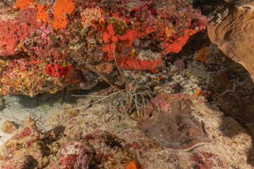 Coral reef and water plants at the Tubbataha Reefs, Philippines
