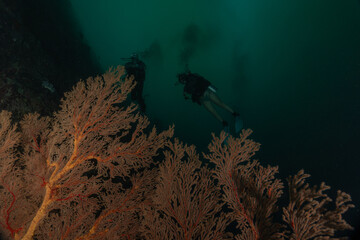 Coral reef and water plants at the Tubbataha Reefs, Philippines
