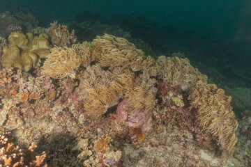 Coral reef and water plants at the Tubbataha Reefs, Philippines
