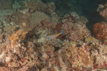 Fish swim at the Tubbataha Reefs national park Philippines
