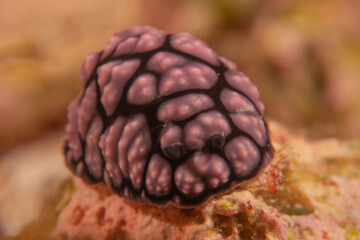 Sea slug at the Tubbataha Reef National Park Philippines