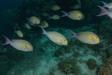 Fish swim at the Tubbataha Reefs national park Philippines
