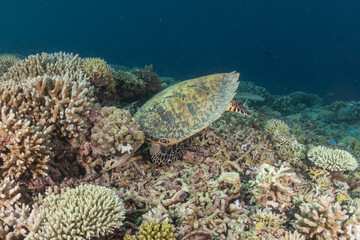 Hawksbill sea turtle at the Tubbataha Reefs national park Philippines
