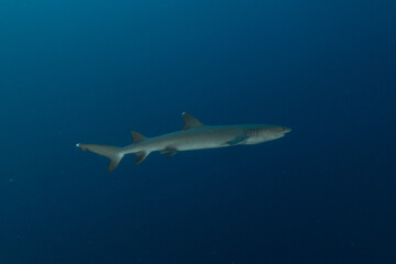 Thresher Shark swimming at the Tubbataha Reefs Philippines
