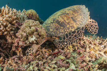 Fototapeta premium Hawksbill sea turtle at the Tubbataha Reefs national park Philippines 