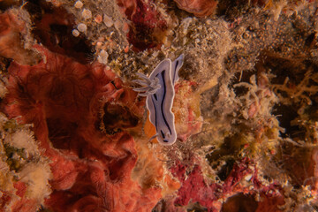 Sea slug at the Tubbataha Reef National Park Philippines