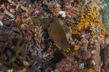 Fish swim at the Tubbataha Reefs national park Philippines
