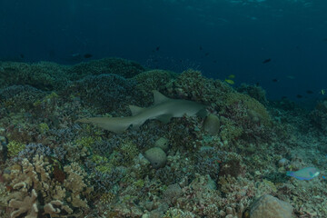 Thresher Shark swimming at the Tubbataha Reefs Philippines
