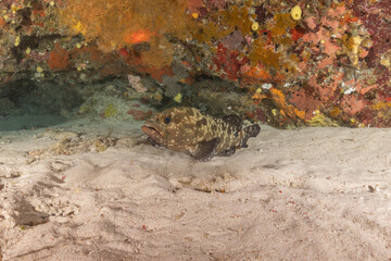 Fish swim at the Tubbataha Reefs national park Philippines
