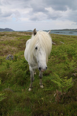 Eriskay Pony, &Auml;u&szlig;ere Hebriden