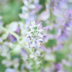 Nature background with spring flowers. Selective and soft focus. Close up.	