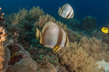 Fish swim at the Tubbataha Reefs national park Philippines
