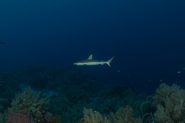 Fototapeta premium Thresher Shark swimming at the Tubbataha Reefs Philippines 