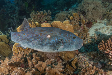 Fish swim at the Tubbataha Reefs national park Philippines
