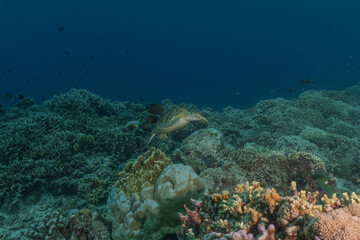 Hawksbill sea turtle at the Tubbataha Reefs national park Philippines
